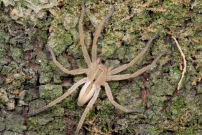 La Pisaure admirable. Un juvnile (Araneae - Pisauridae - Pisaura mirabilis)